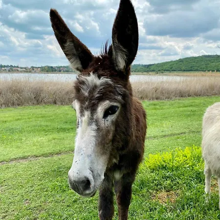 Kekmadaras Vendeghaz Affittacamere